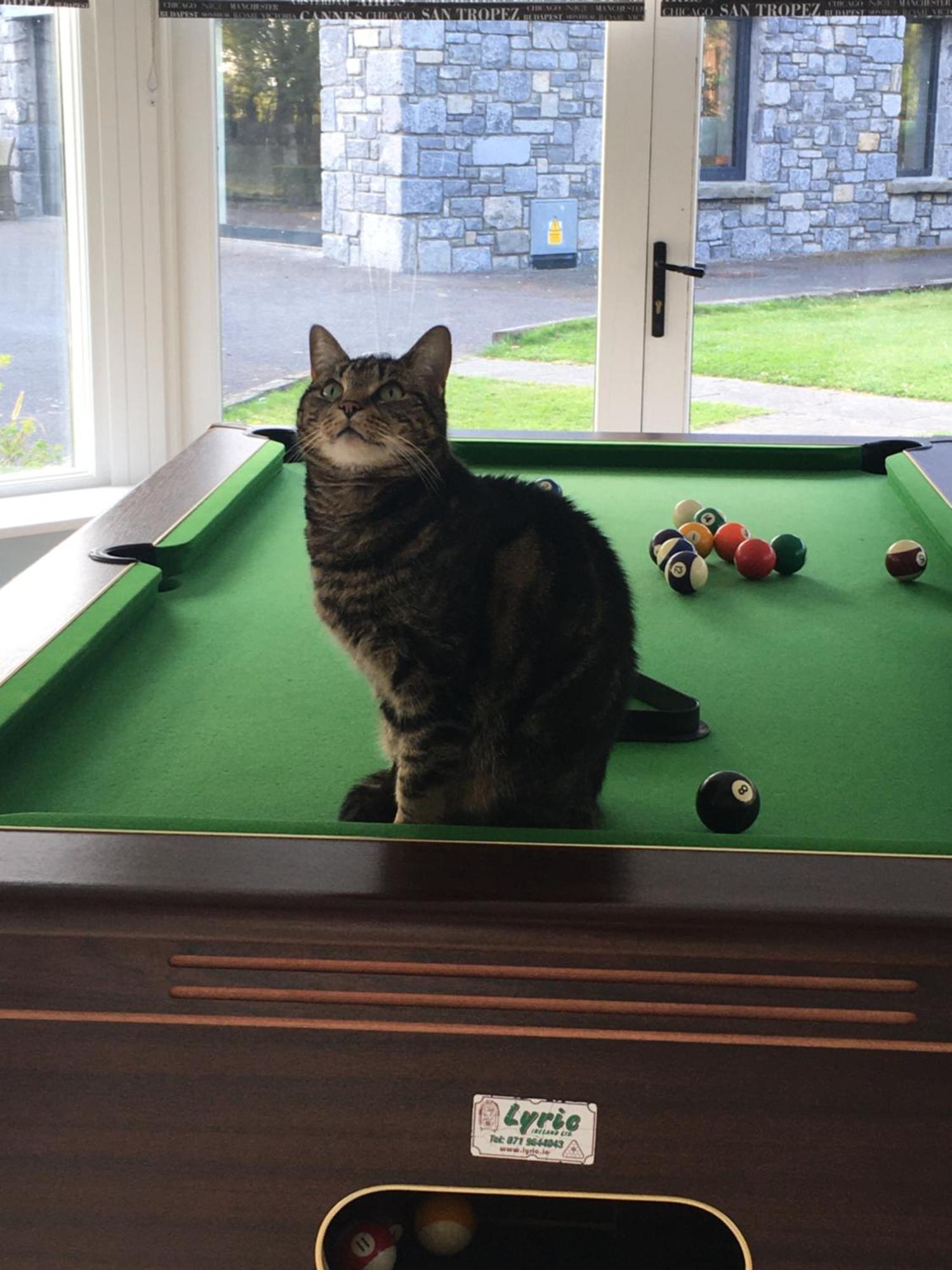 Castledale Bed & Breakfast Sligo Bagian luar foto